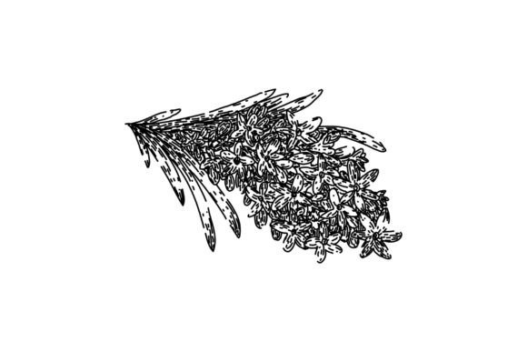 Download Provence Lavender Sketch Hand Drawn Vect - Provence Collection